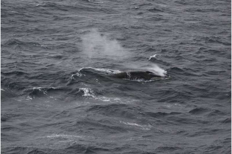150 whales observed feeding together