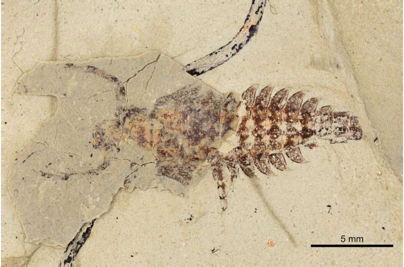 245-million-year-old fossils provide new insights into the evolution and feeding strategies of aquatic insects