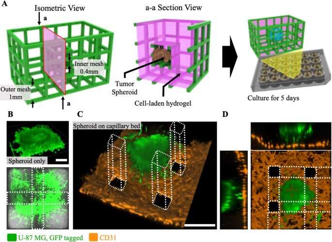 3-D micromesh-based hybrid printing for 3-D microtissue engineering