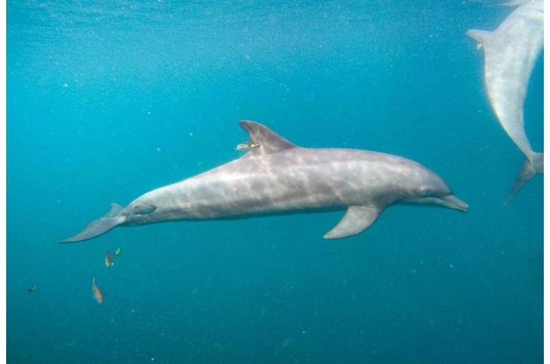 3 rescued dolphins swim free from Indonesia sanctuary