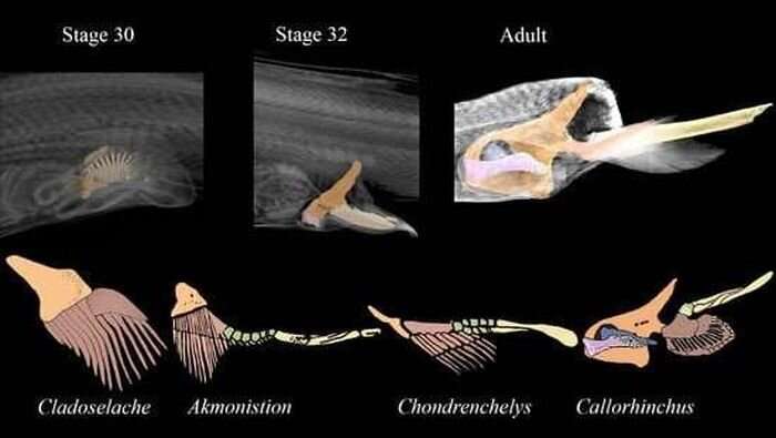3D imaging of shark embryos reveals evolution of pelvic fins
