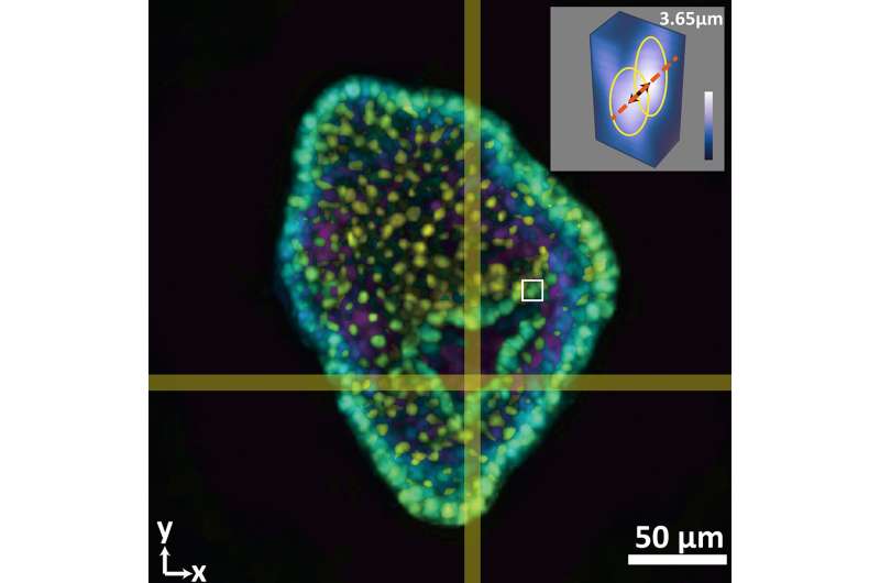 3D in a snap: Developing a next generation system for imaging organoids