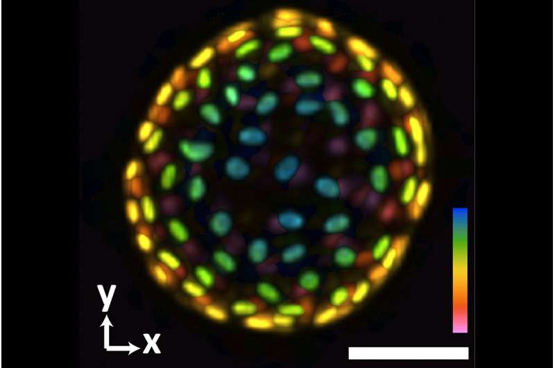 3D in a snap: Jia lab develops next generation system for imaging organoids