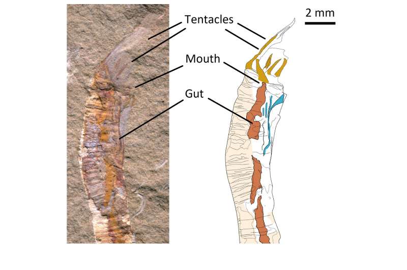 500-million-year-old fossils reveal answer to evolutionary puzzle