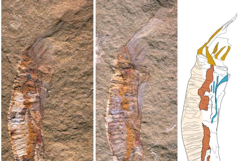 Fósiles de 500 millones de años revelan la respuesta a un rompecabezas evolutivo