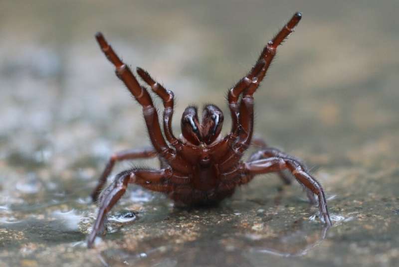 50,000 spider species have been identified, but they're not all deadly like this Australian funnel-web spider