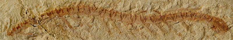 Вкаменелост на 525 милиона години противоречи на обяснението в учебниците за еволюцията на мозъка