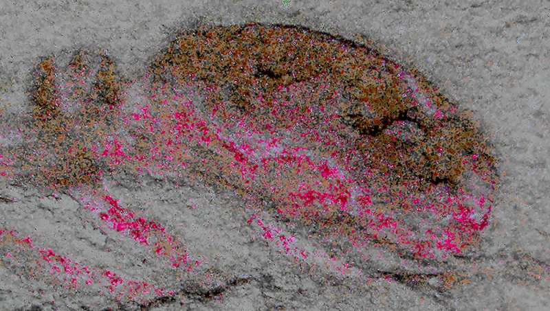 525-million-year-old fossil defies textbook explanations for brain evolution