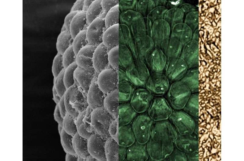 3D fossil algae 541 million years old reveals a modern-looking lineage of the plant kingdom