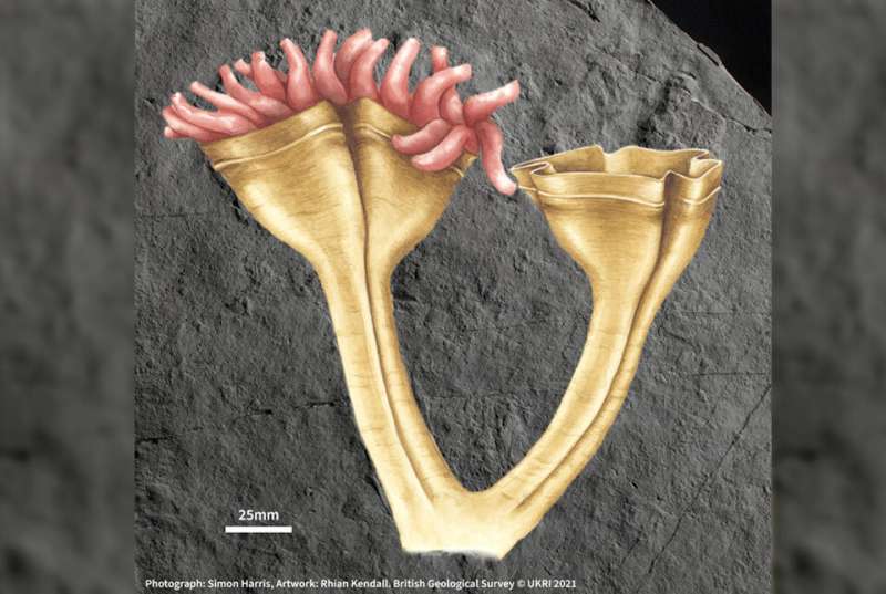 560-million-year-old fossil is earliest known animal predator