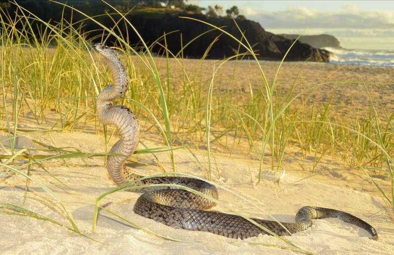 7 reasons Australia is the lucky country when it comes to snakes