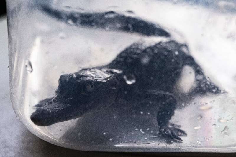 A 45 day-old American crocodile hatchling inside a plastic container is weighed at the Huachipa Zoo, Peru, on March 10, 2022