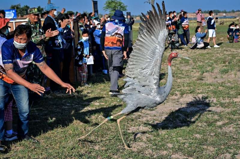 A batch of 13 Thai Eastern Sarus cranes have been released into the wild to help revive the species