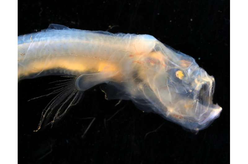 A batfish and a blind eel: Deep sea creatures discovered by researchers in remote ocean