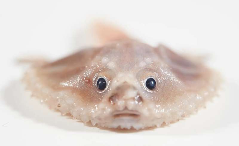 A batfish and a blind eel: Deep sea creatures discovered by researchers in remote ocean