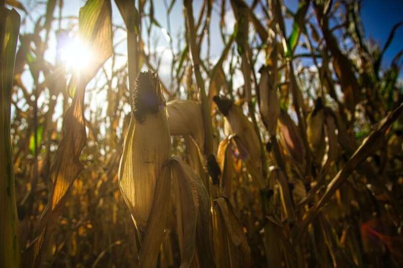 A better understanding of crop yields under climate change