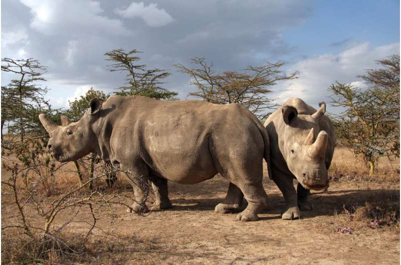 A big step toward producing rhino gametes