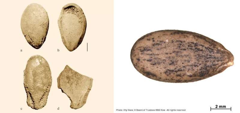 A bitter mystery: Scientists sequence world’s oldest plant genome from 6,000-year-old watermelon seeds