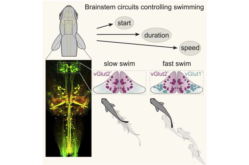 A brain circuit reinforces motor speed control