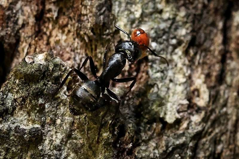 A carpenter ant photographed in the US state of Maryland in May 2021