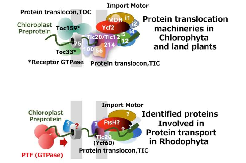 A class of their own: New factors direct red algae chloroplast protein transport