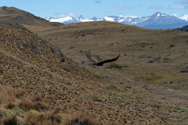 A condor is released in Patagonia National Park, Aysen Region, Chile, on February 12, 2022