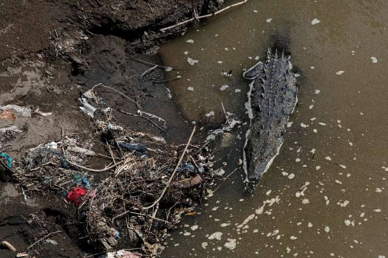 A crocodile swims amid garbage in the Tarcoles River, one of the most polluted in Central America. This species is thriving desp