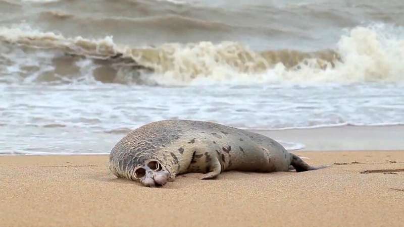 A dead Caspian seal on a Russian beach in 2020. The seal population of the Caspian Sea has for decades suffered from over-huntin