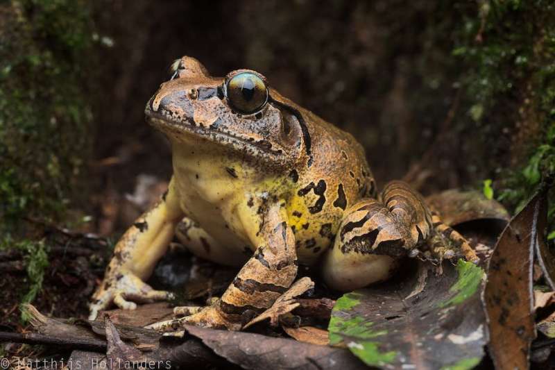 A deadly disease has driven 7 Australian frogs to extinction—but this endangered frog is fighting back