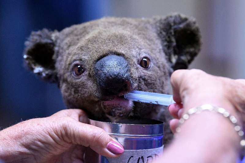 A dehydrated and injured koala receives treatment after being rescued from a bushfire in 2019
