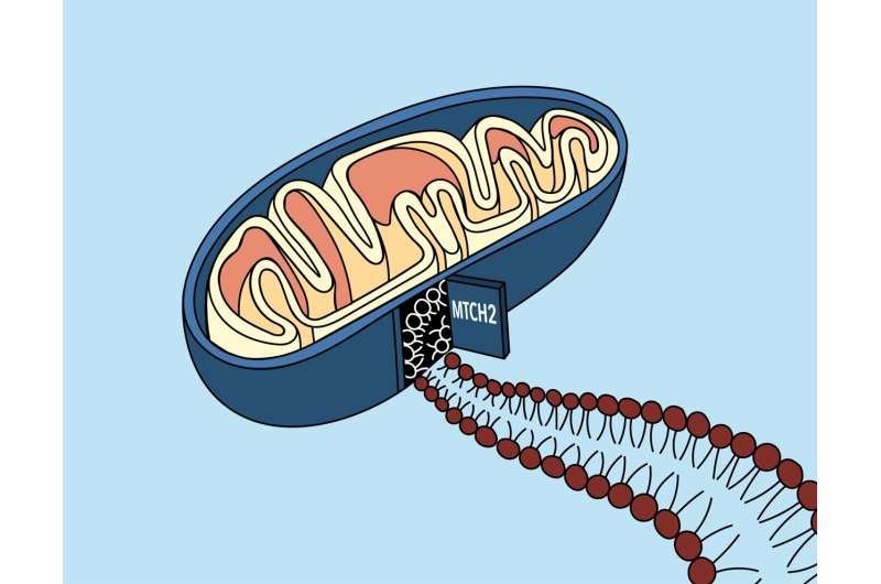 A 'door' into the mitochondrial membrane