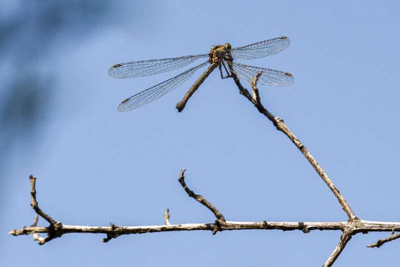 A dragonfly on a tree branch in a Cyprus village