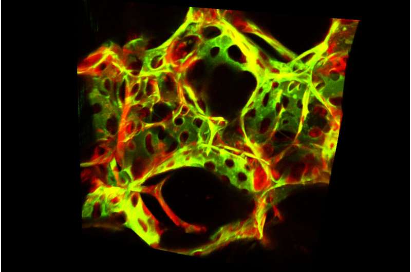 A dynamic duo of cells identified in lung blood vessels
