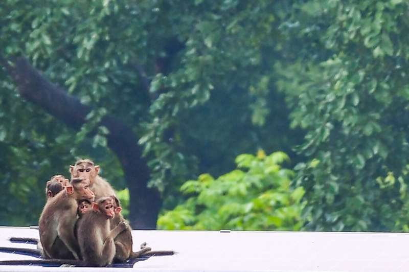 A family of rhesus macaque huddles together during a rainfall in Mumbai on June 21, 2021.