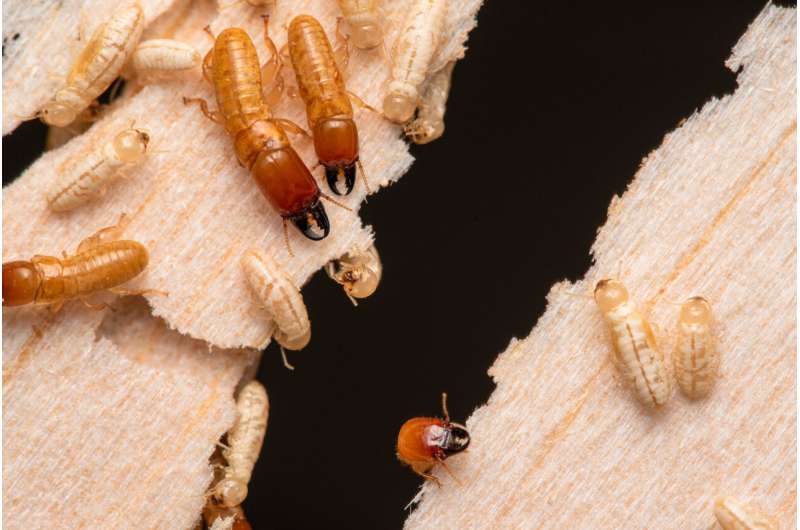 A family of termites have roamed the world's oceans for millions of years