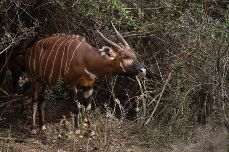 A first batch of mountain bongos has been released into a Kenyan sanctuary, under a world-leading programme to save the rare for