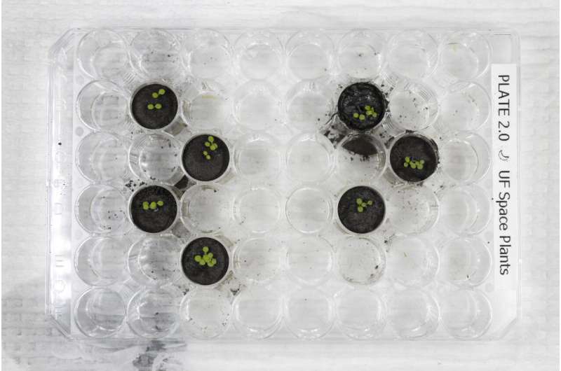 A first: Scientists grow plants in soil from the Moon