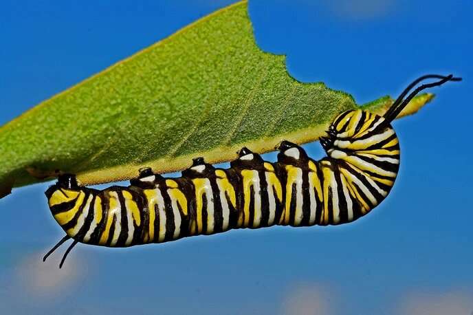 A gene from 28 million years ago protects today's plants against caterpillars