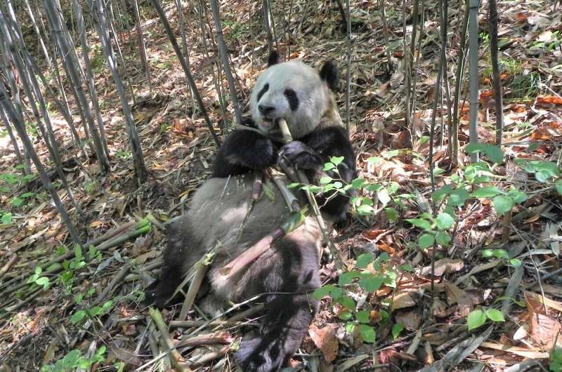 A giant panda's gut bacteria help it remain chubby while on a bamboo diet