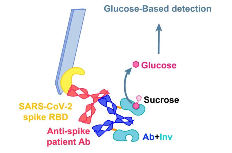 A glucose meter could soon say whether you have SARS-CoV-2 antibodies