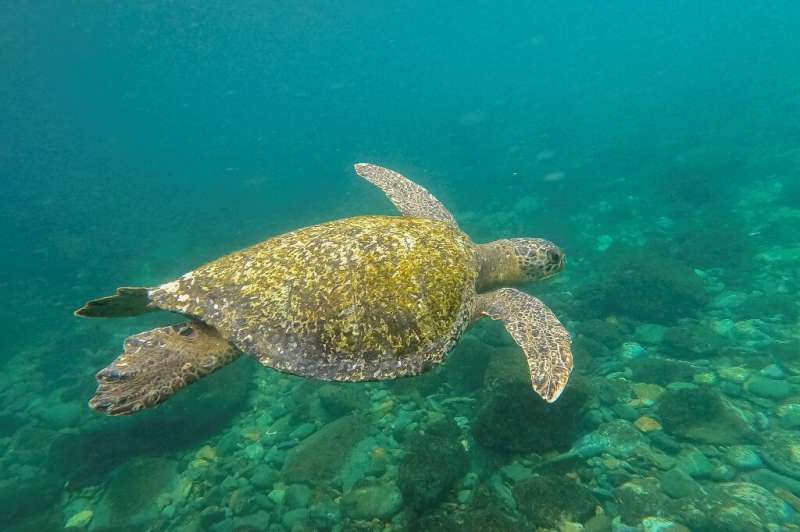 Una tortuga marina verde nada cerca de la isla Gorgona en el Océano Pacífico frente a la parte continental de Colombia.