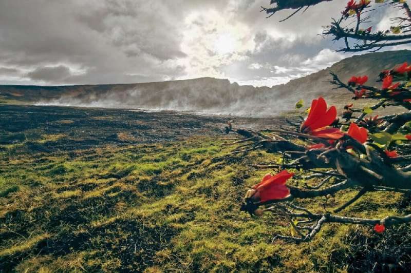 A handout photo from the municipality of Rapa Nui shows a fire in Rapa Nui National Park on Easter Island, Chile