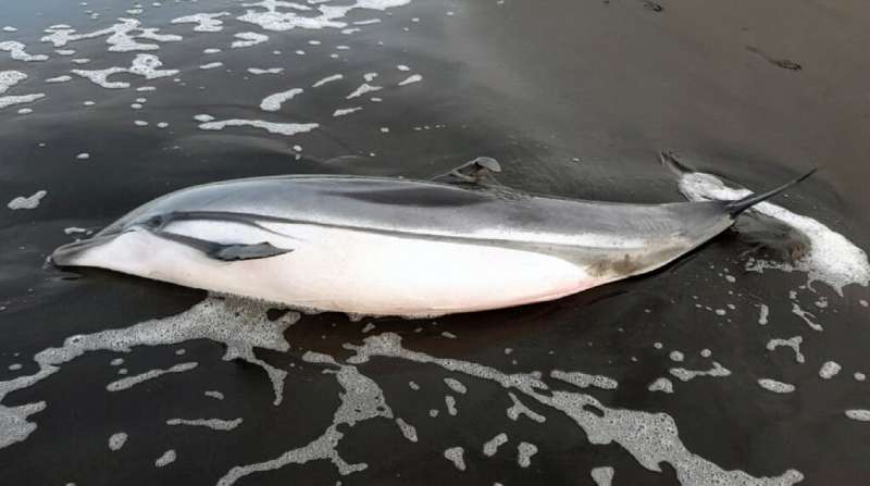 A handout picture released by Guatemala's National Council for Protected Areas on June 23 shows a dead dolphin recently found on