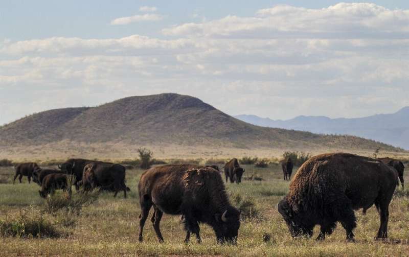 Una manada de bisontes americanos (Bison bison) de raza genéticamente pura se reproduce como parte de un programa de conservación de bisontes y pastizales