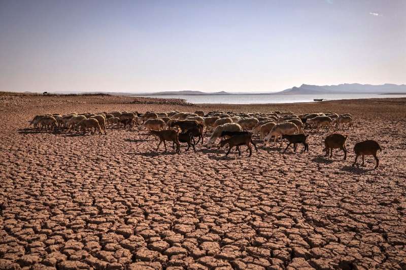A herd of sheep walk over cracked earth at Al Massira Dam