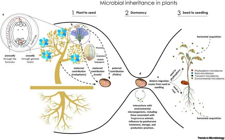 A journey across generations - Inheritance of the plant microbiome via the seed
