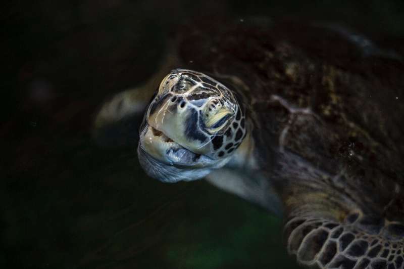A Kemp's ridley sea turtle (Lepidochelys kempii) comes out to breathe while staying in a pond at the Submarine Museum after bein