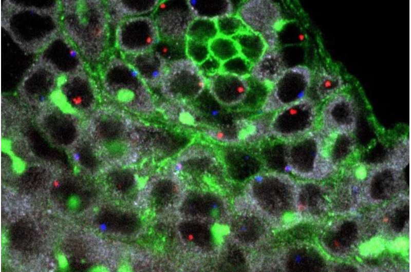 A key process in asymmetric cell division preserves the immortality of the germline