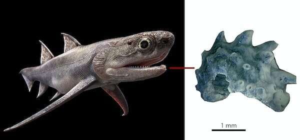 Un coup de pied de kung-fu a conduit les chercheurs au plus ancien fossile de poisson entier au monde - et c'est ce qu'ils ont trouvé