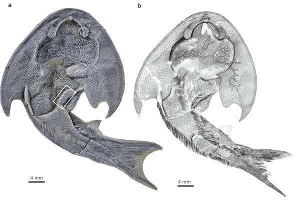 Tendangan kung-fu membawa para peneliti ke dalam fosil ikan lengkap tertua di dunia—inilah yang mereka temukan